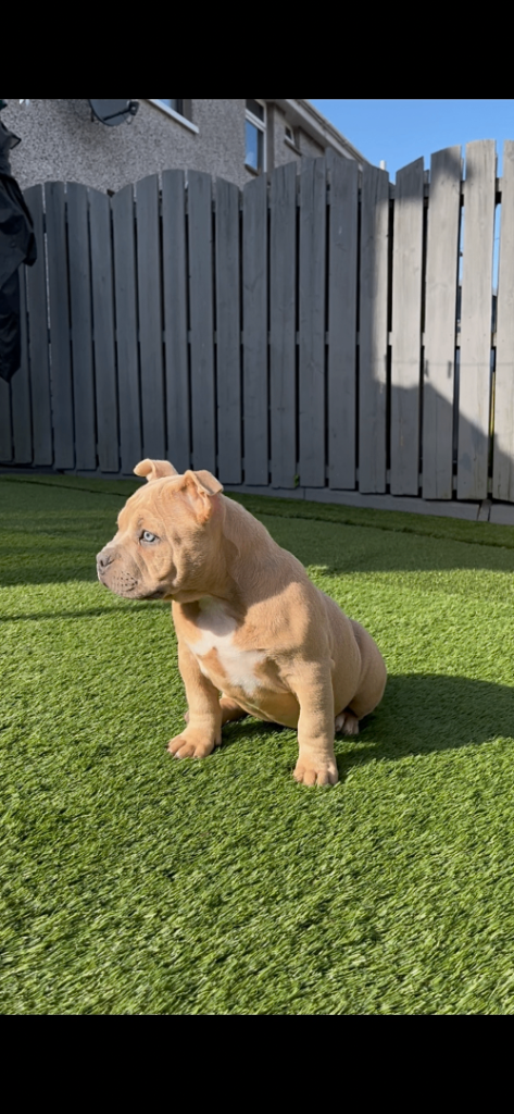 Pocket bully puppy 