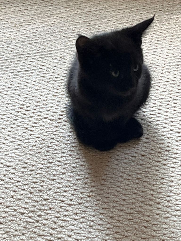 2 female kittens available 