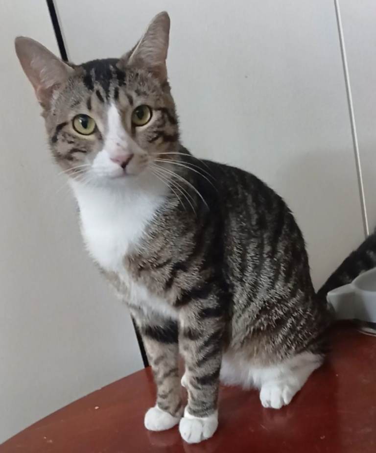 Nice and Lovely Tabby Kittens Boy and Girl