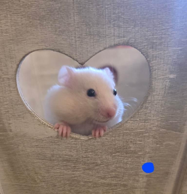 Baby Syrian Hamsters 