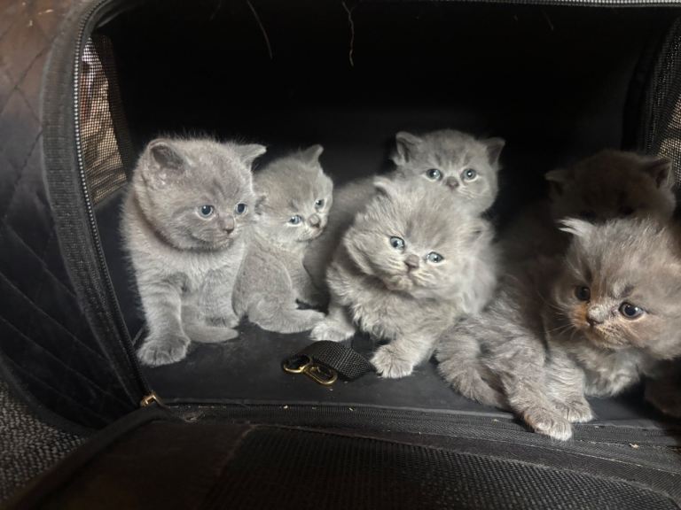 British blue shorthair kittens for sale ready for homes 4/10/26 £600