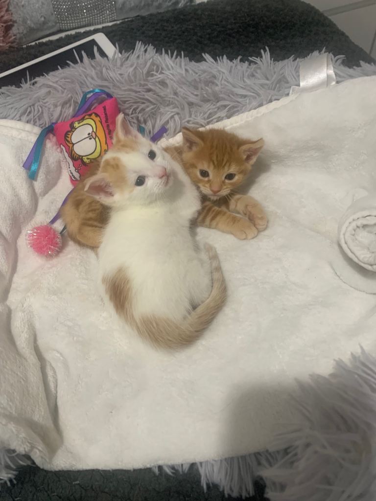 Beautiful kittens 💙Both boys💙