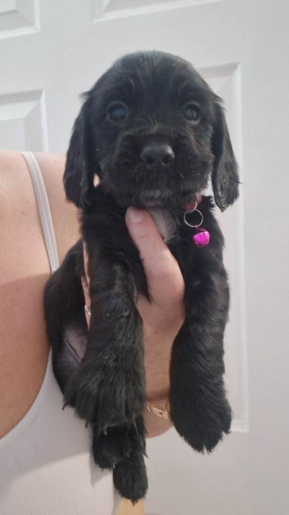 Sprocker pups 