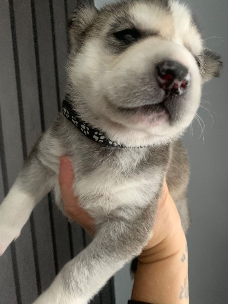 Cuddlie husky puppys