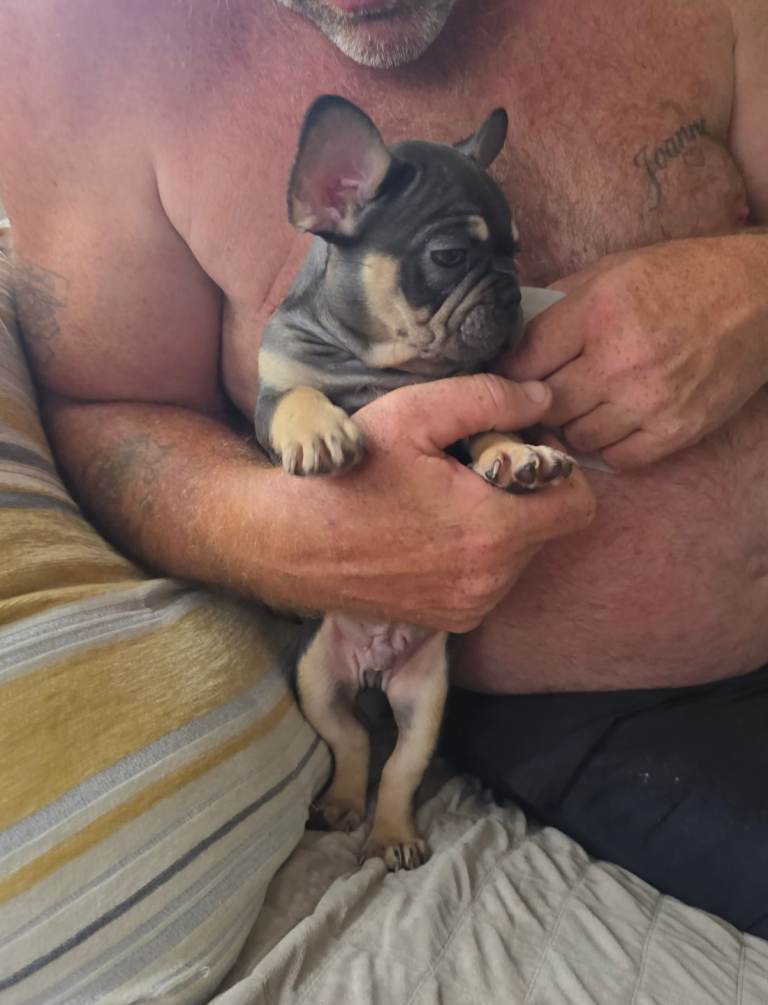 French bulldogs 