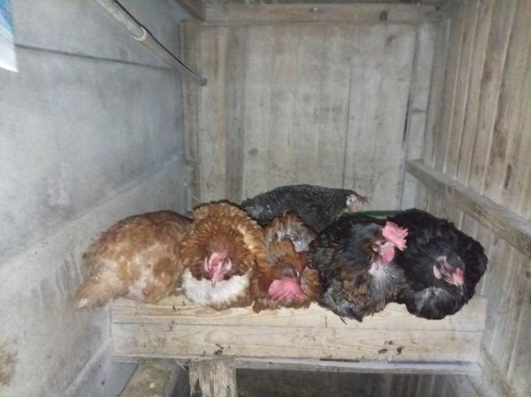 Hens for sale 