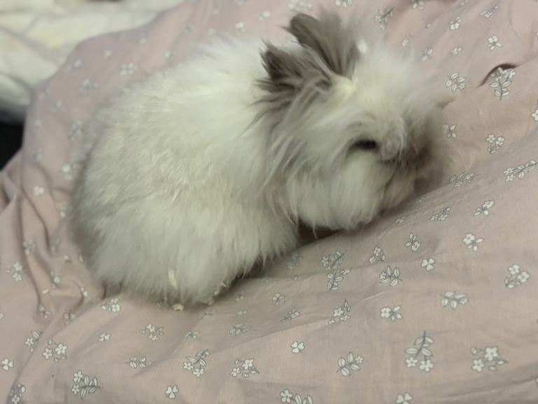 Female baby Lionhead bunny - Taking offers