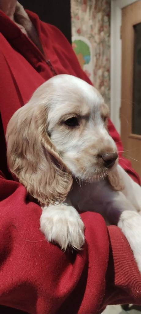 **One boy left **Orange roan Show type KC reg cocker spaniel pup for sale 