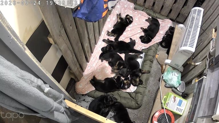 🐾 STUNNING KC REGISTERED GERMAN SHEPHERD PUPPIES FOR SALE 🐾
