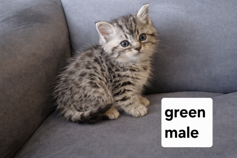 Persian chinchilla x tabby kittens 