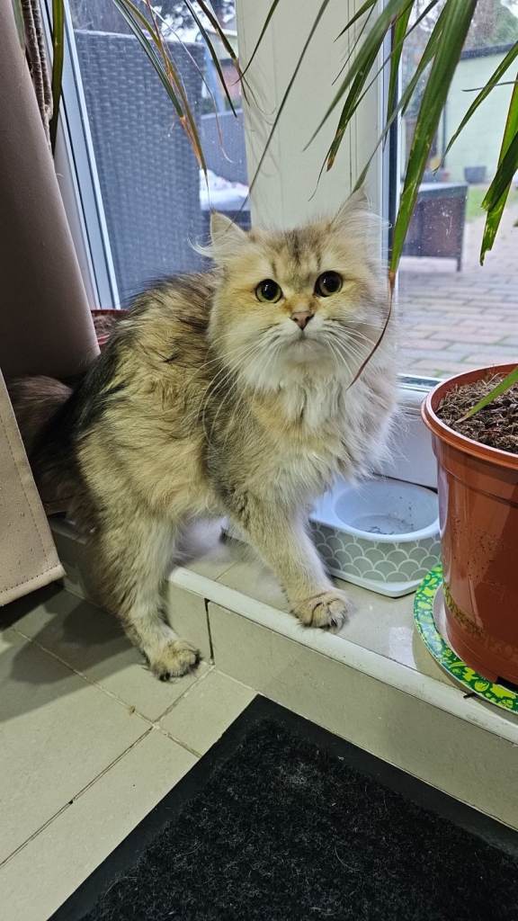 British longhair female adult