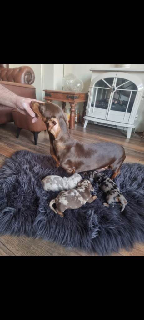 Beautiful Dachsund dapple pups 
