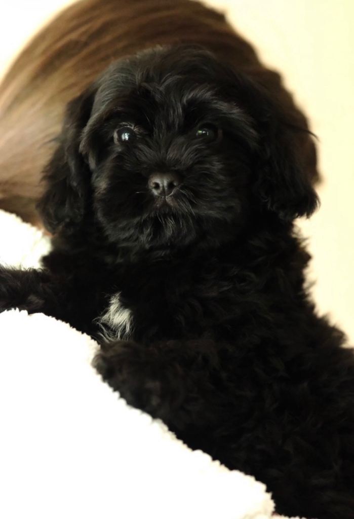 Gorgeous Cavapoo
