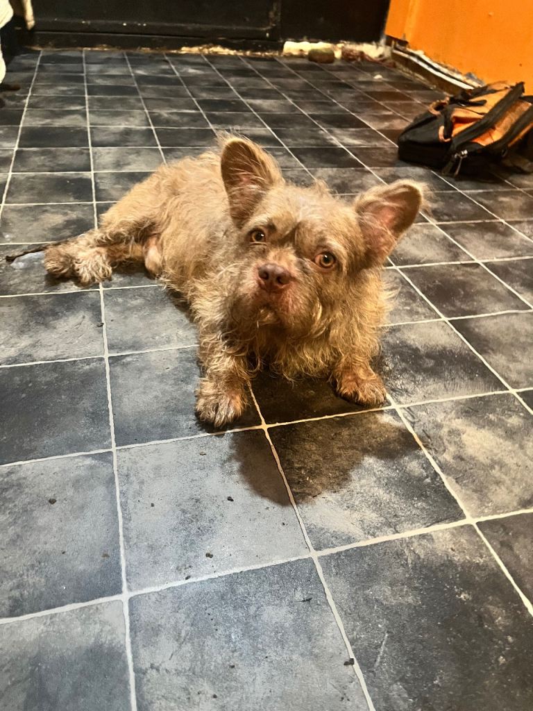 French bulldog weried haired 