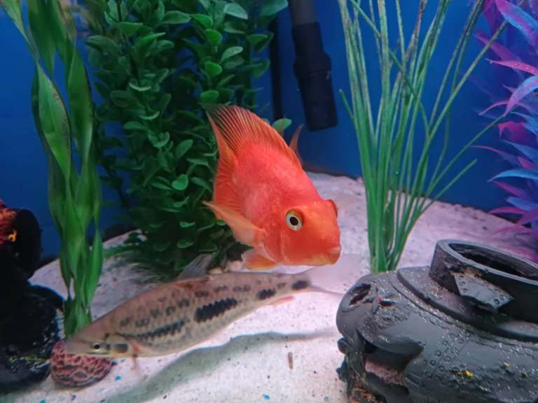 3 yellow parrots 1 adult 2 young, 1 approx 20cm strawberry leporinus, 1 young silver dollar