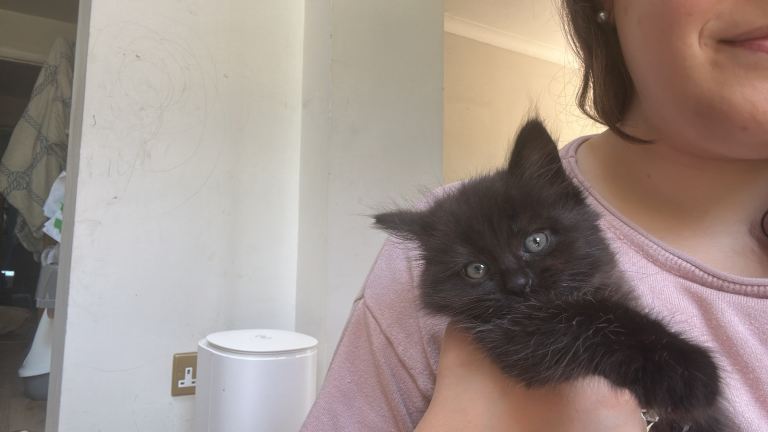 2 kittens looking for their forever home 