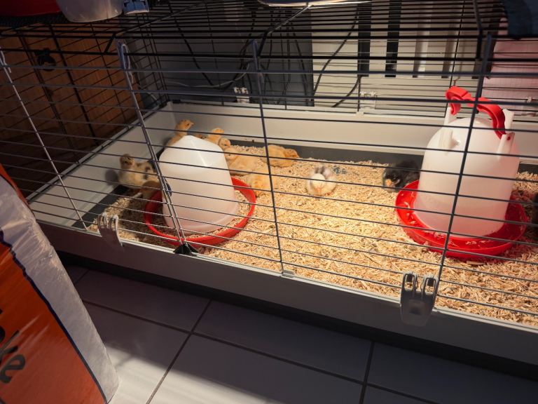 Buff orpington chicks and chocolate Orpington chicks