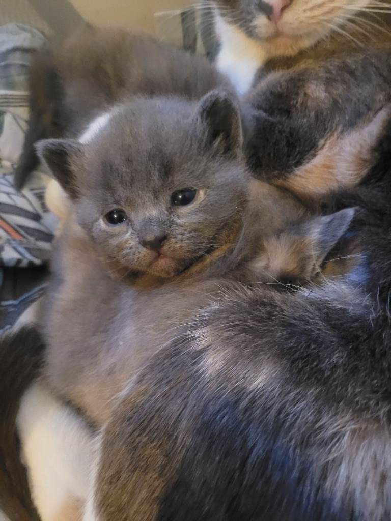 2 stunning fur babies 