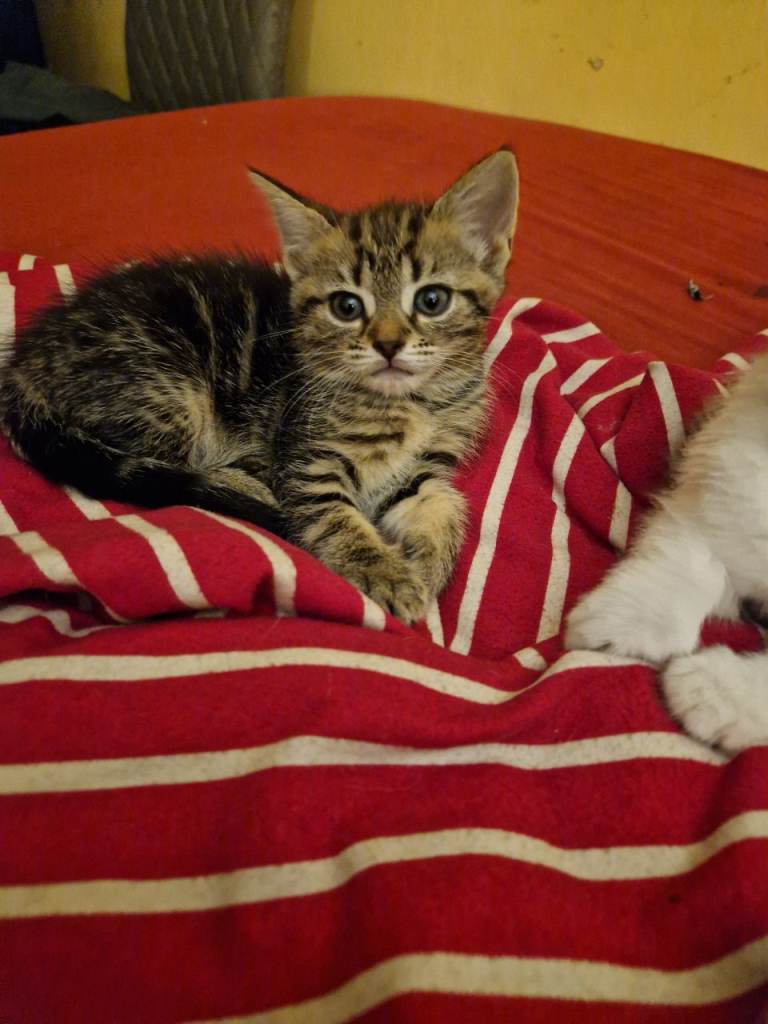 5 Beautiful kittens 