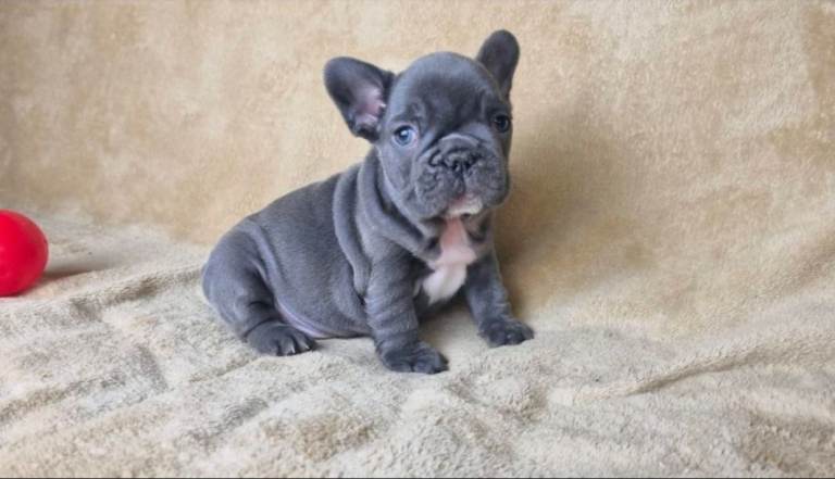 bulldog french