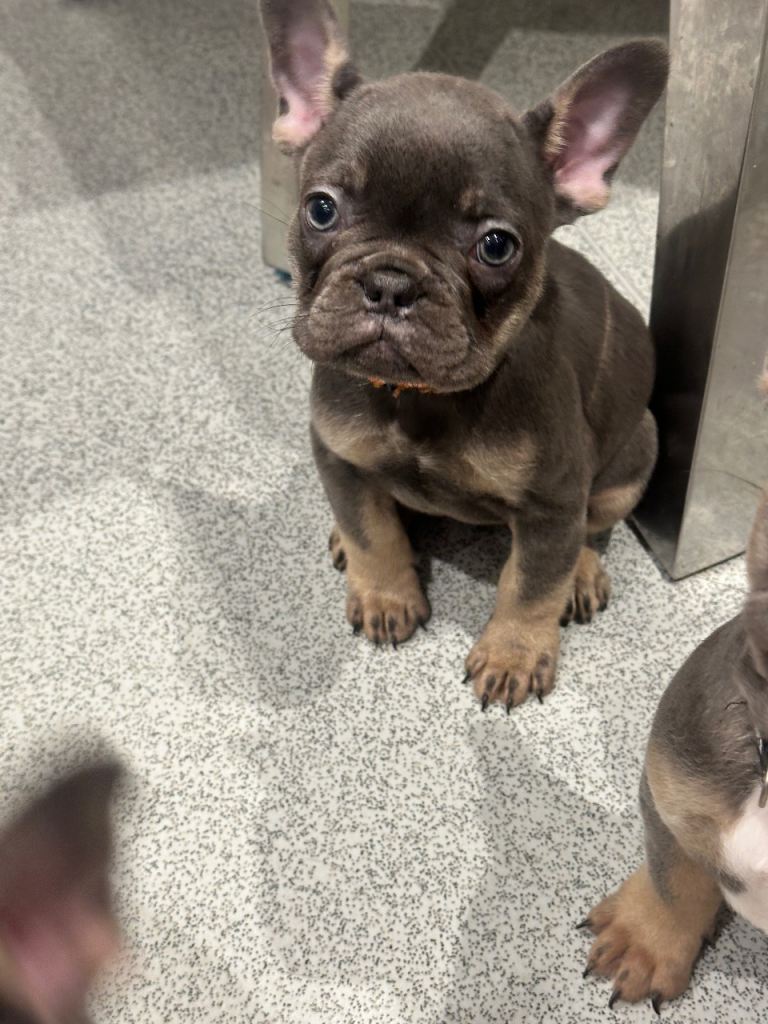 French Bulldog Puppies
