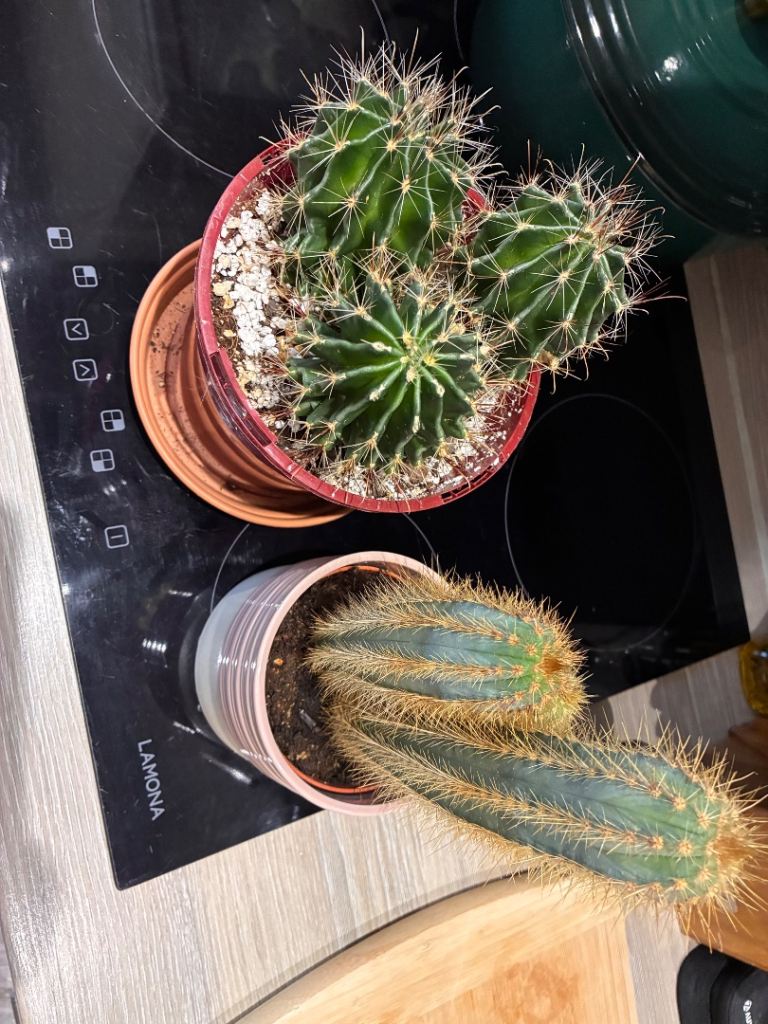 Two Cacti - Pending collection. 