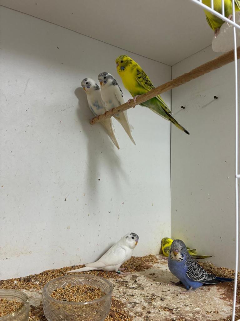 Baby Budgies 8 Weeks Old