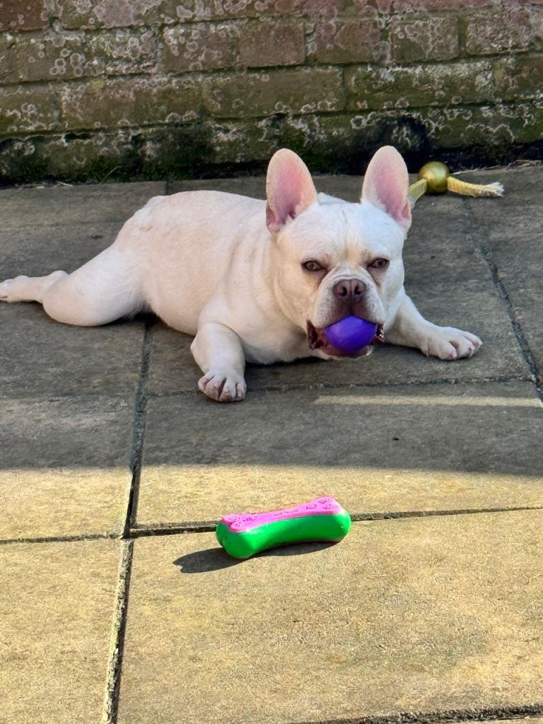 11 month old KC reg french bulldog 