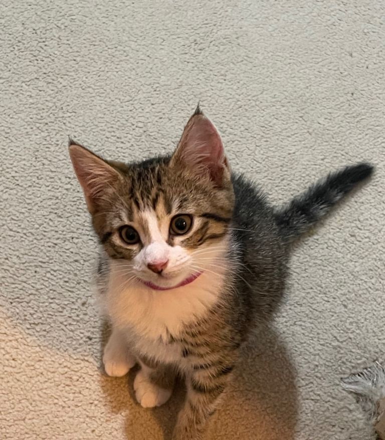 Main coon x mixed breed 
