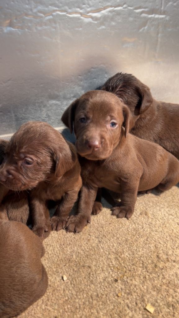 Choc Labrador X Weimaraner