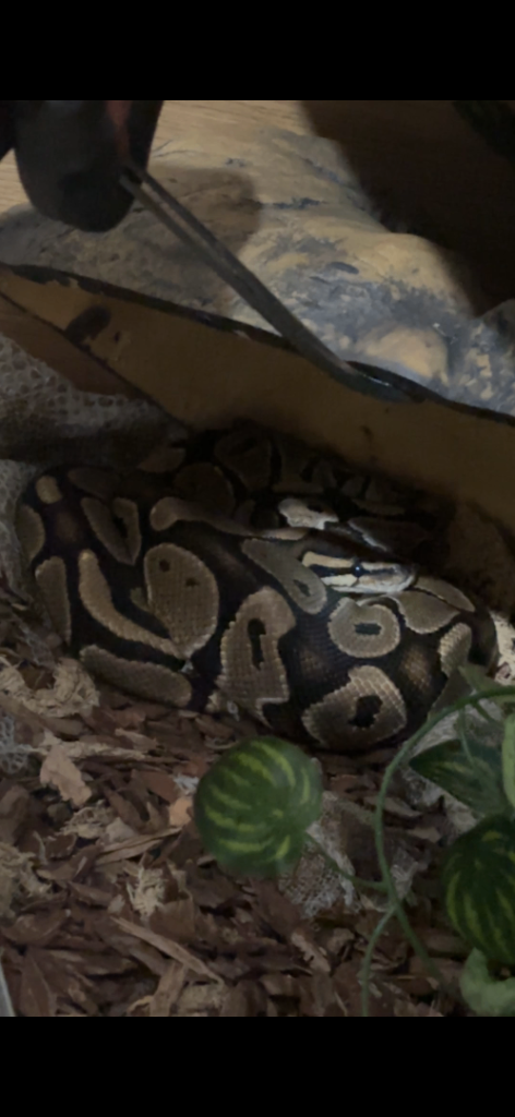 snake tank and bull python 