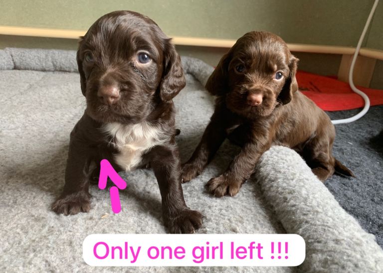cocker spaniel puppy’s 