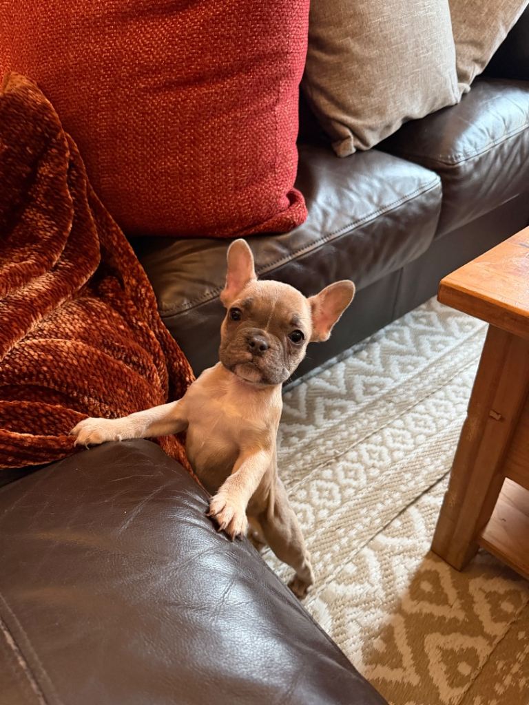 Female French Bulldog Pup KC Reg