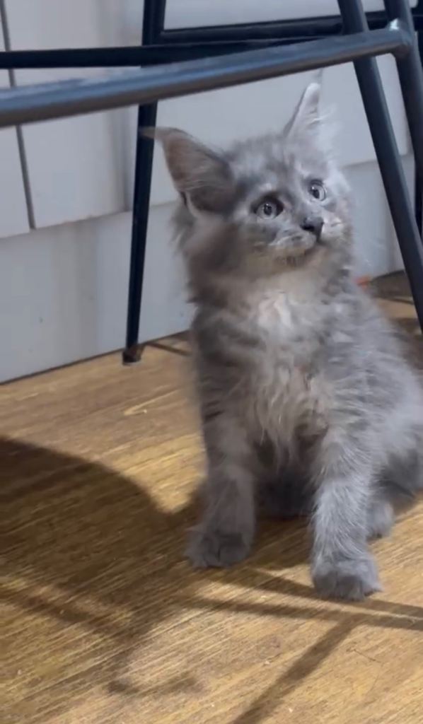Maine coon kittens ready to leave 