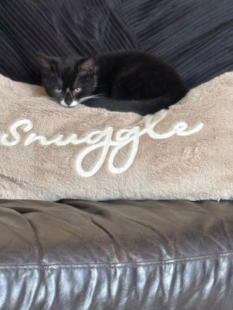 9 week old kitten 