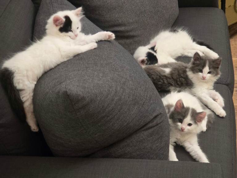 3 Kittens 