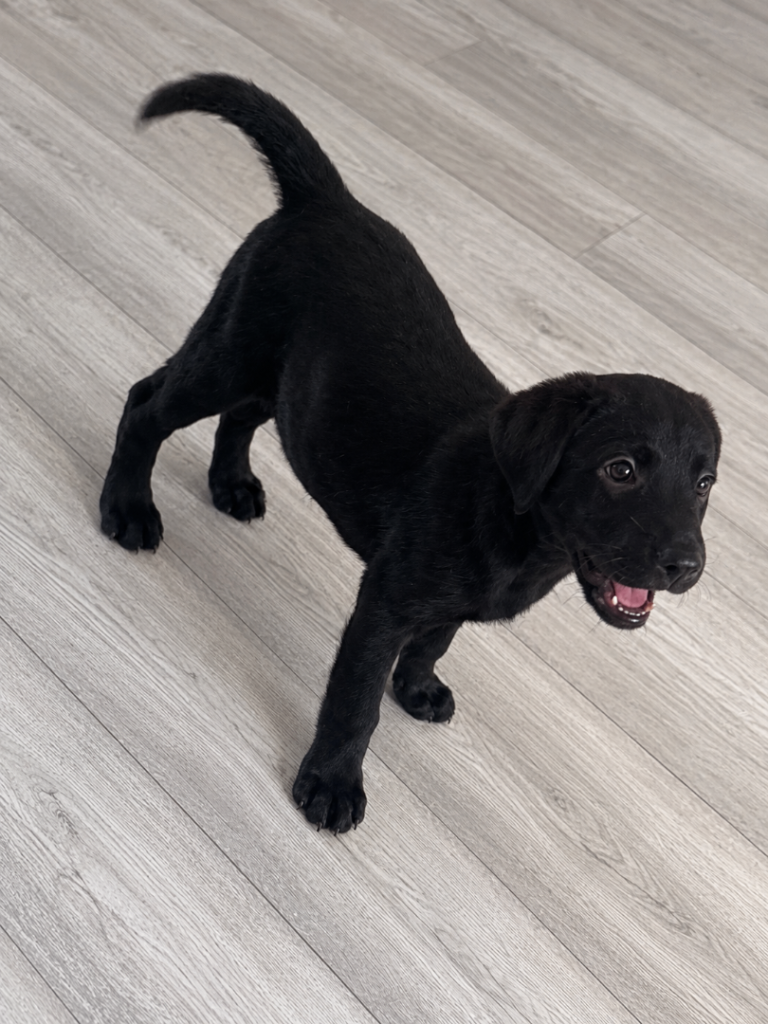 Girl Labrador Pup