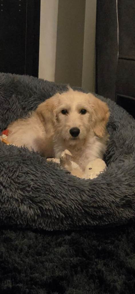 Gorgeous female labradoodle for sale