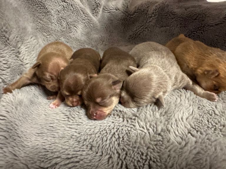GORGEOUS PUREBRED CHIHUAHUA PUPPIES 