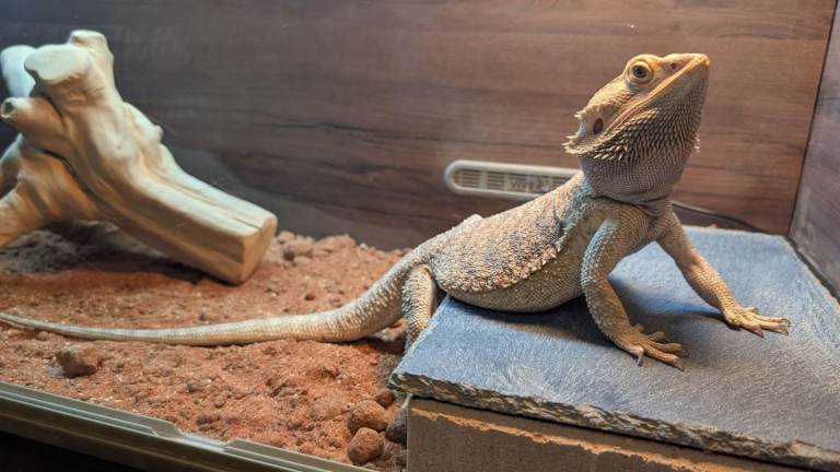 Bearded dragon with full set up 