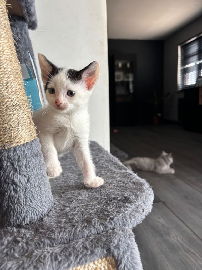 Farm kittens 