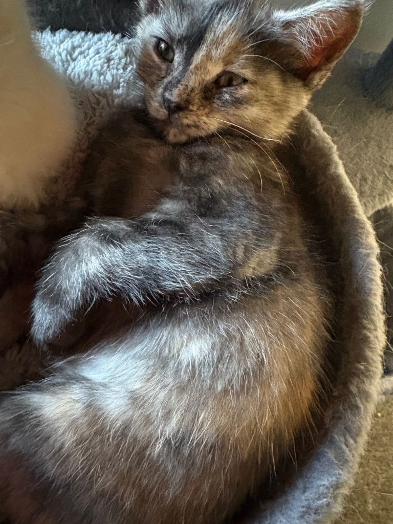 3 beautiful mixed British kittens ready for loving homes on Saturday:)
