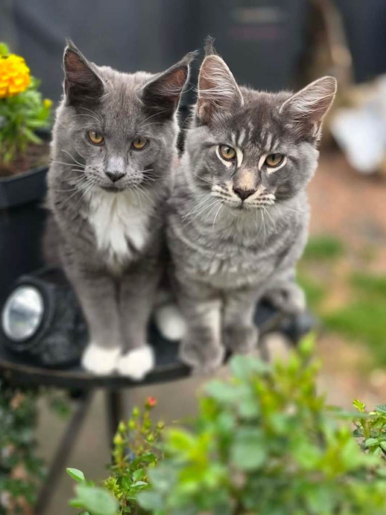 Blue Maine Coon kittens for sale 