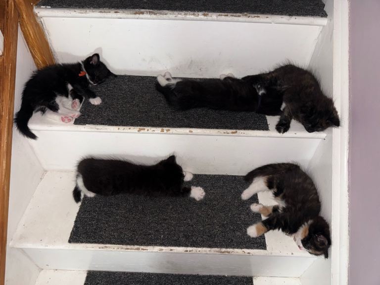 Kittens 