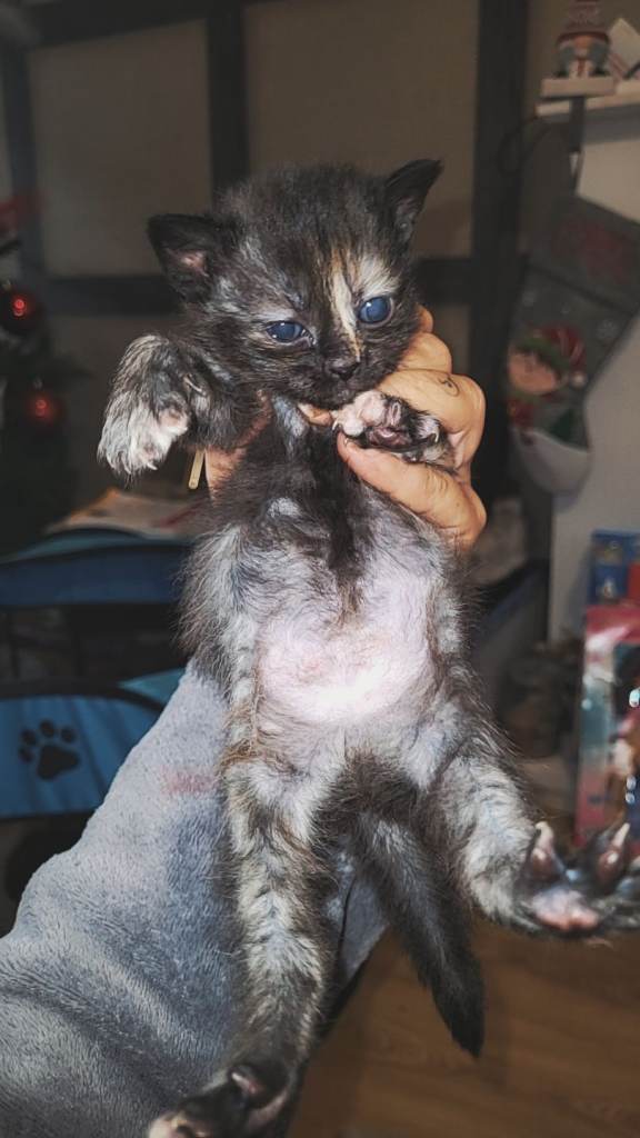 Beautiful mixed kittens