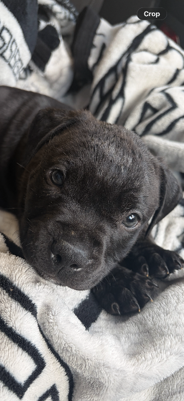 Staffordshire Bull Terrier Puppys 