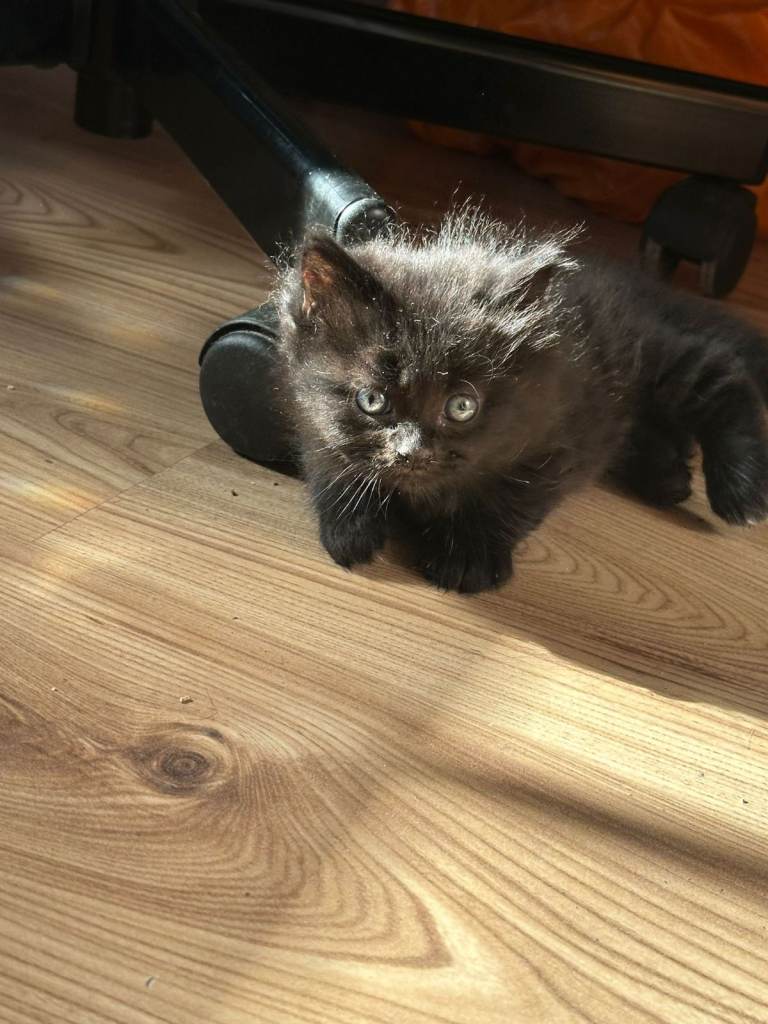 Russian Blue x British Shorthair kittens