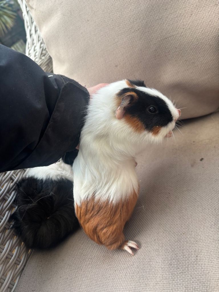2 baby girl guinea pigs for sale