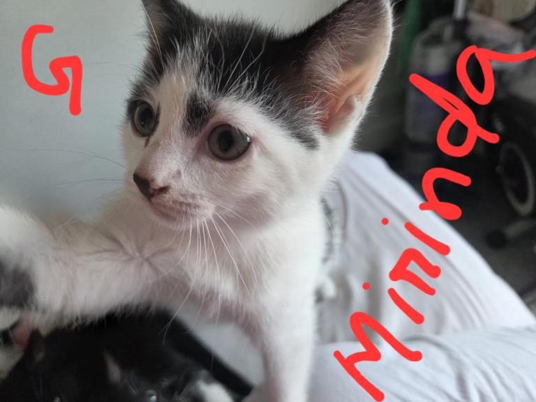 British Shorthair Kittens for Sale