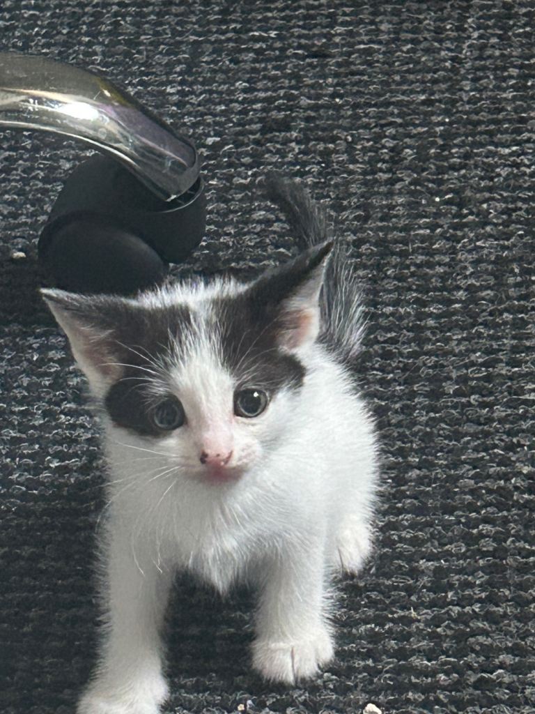Kittens adorable